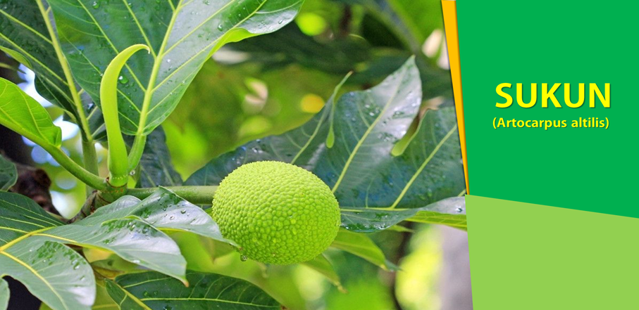 Daun Sukun Cegah Stroke dan Penyakit Kardiovaskuler Daun Sukun Cegah Stroke dan Penyakit Kardiovaskuler